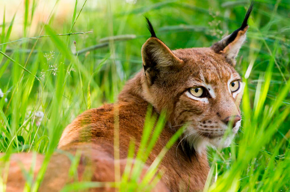 Parc d'animals Naturlandia